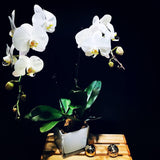 Phalaenopsis Orchid (POP02)