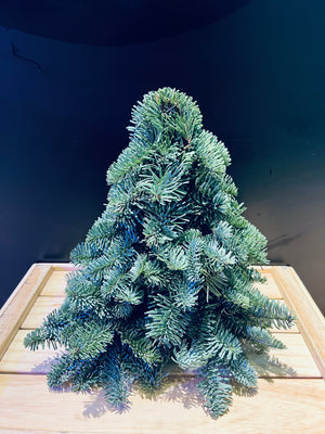 Christmas Tree (CHR001)