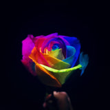 RAINBOW ROSES Rainbow Thoughts (FD041)