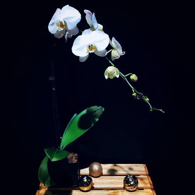 Phalaenopsis Orchid (POP01)