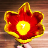 Tulip Bouquets (FD057)