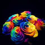 RAINBOW ROSES Rainbow Thoughts (FD041)