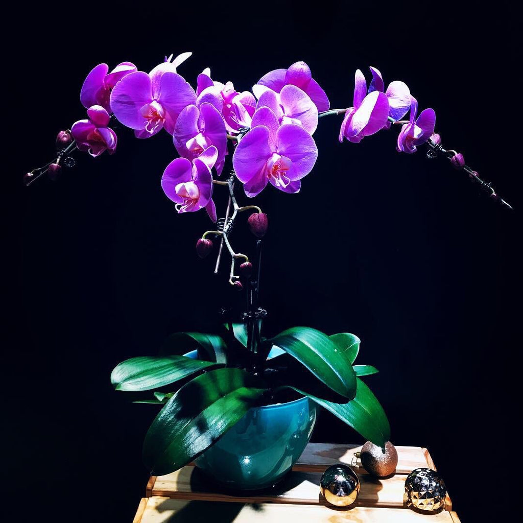 Phalaenopsis Orchid (POP03)