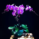 Phalaenopsis Orchid (POP03)